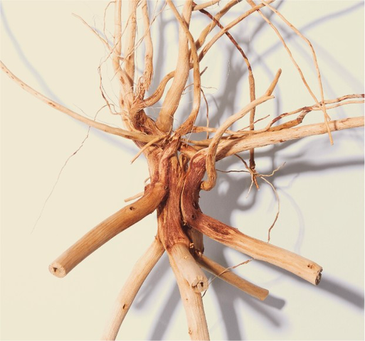 How Long Does Ashwagandha Take to Work?