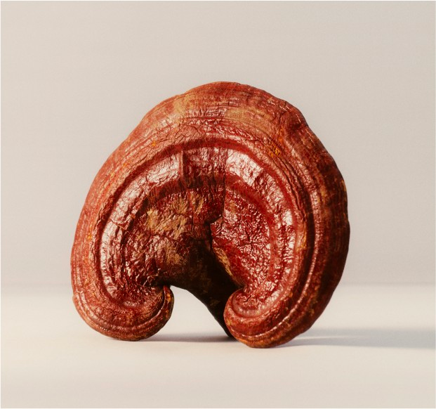 The Benefits of Reishi Mushrooms for Skin