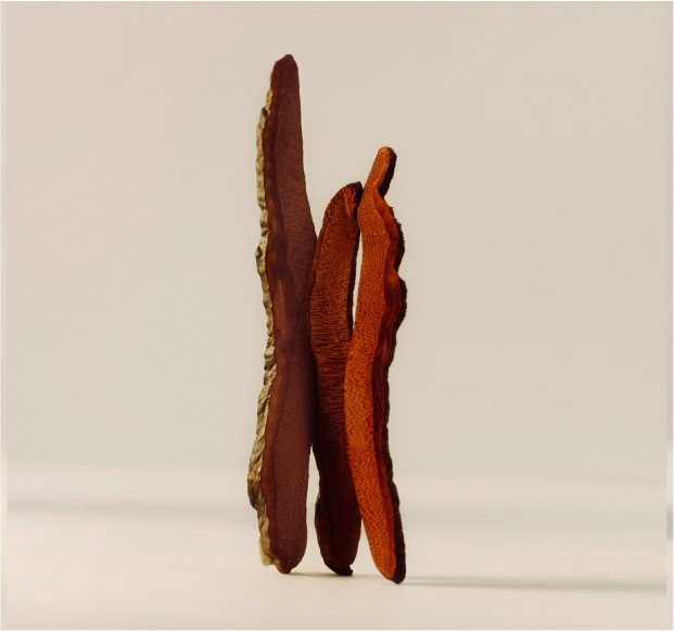 How to Make Reishi Mushroom Tea