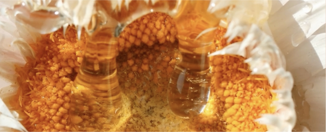 19 Aphrodisiacs That Will Enhance Your Sex Life