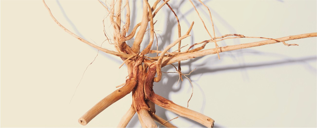How Long Does Ashwagandha Take to Work?