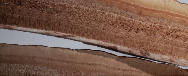 9 Incredible Benefits of Reishi Mushrooms