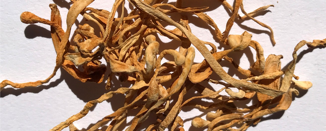 Functional Mushrooms 101: Types, Benefits, & More